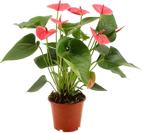 The Flamingo Flower, Anthurium, Andreanum