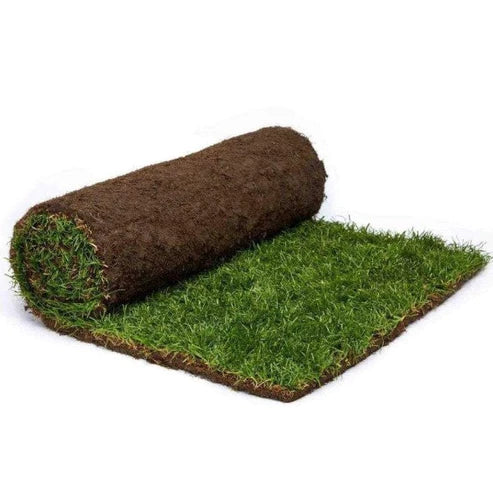 Natural Carpet Grass, American Bermuda