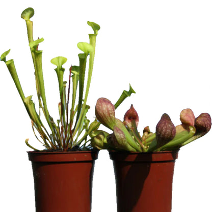 American Pitchers , Sarracenia