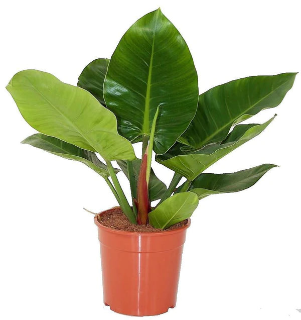 Philodendron Imperial Green