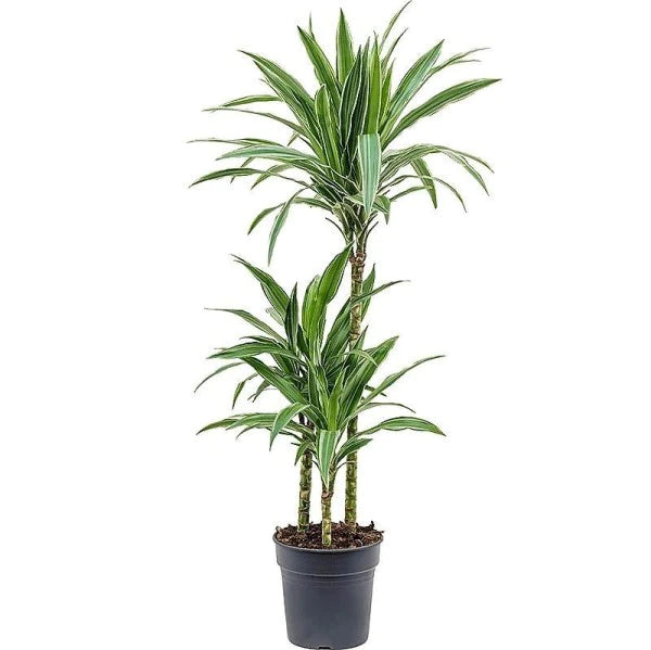 Dracaena Fragrans, Deremensis, Ulises, Ulysses