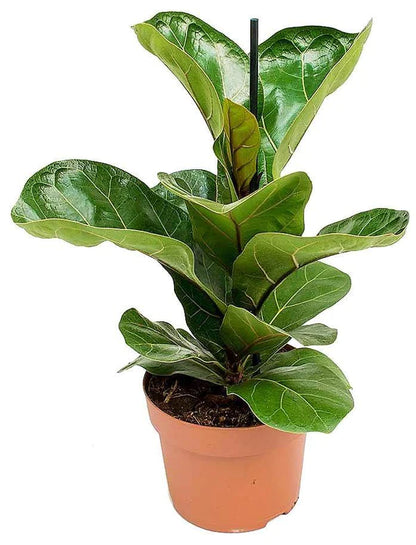 Ficus Lyrata, Fiddle Leaf Fig