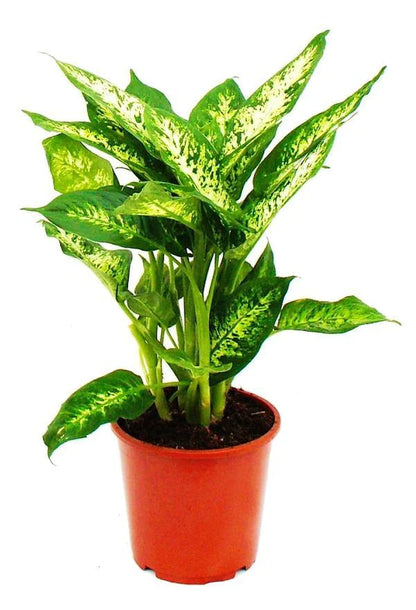 Dieffenbachia, Compacta, Dumb Cane, Leopard Lilly