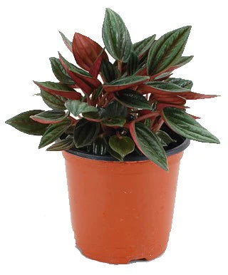 Peperomia Caperata