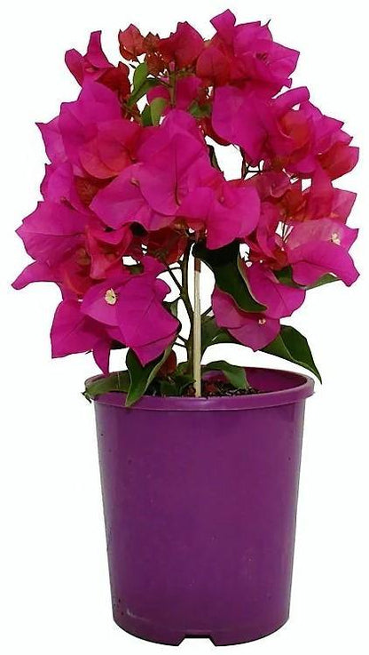 Great Bougainvillea, Bougainvillea Spectabilis