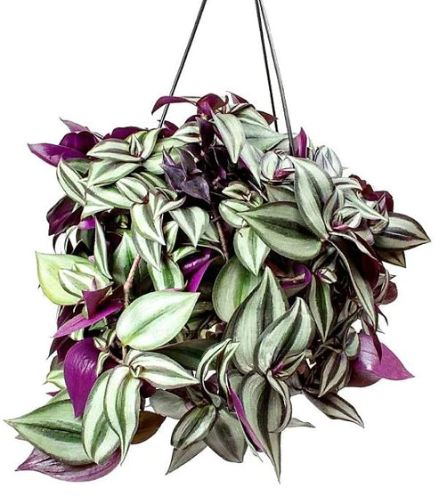 Tradescantia zebrina , Wandering Jew