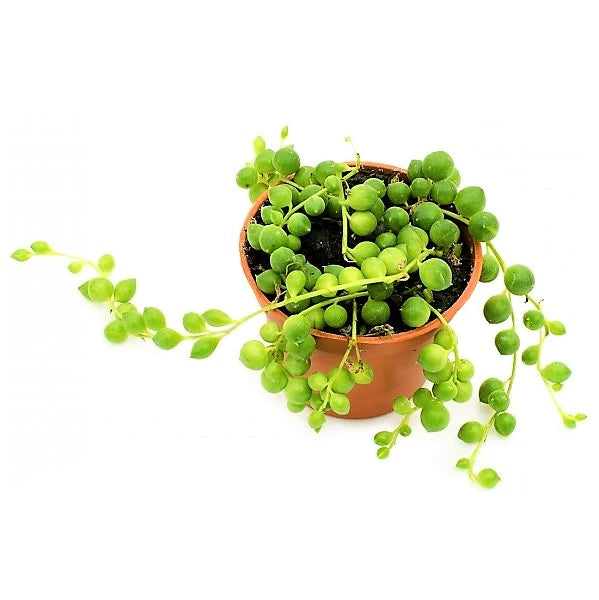 String of Pearls, Senecio Rowleyanus