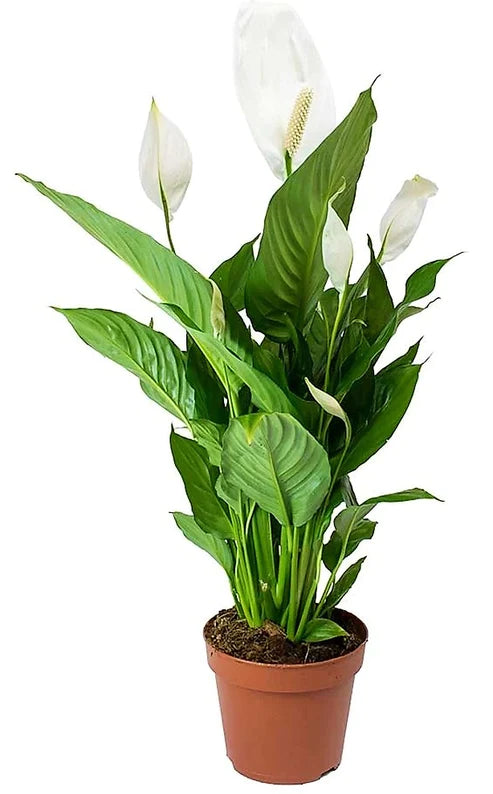 Peace Lily, Spathiphyllum