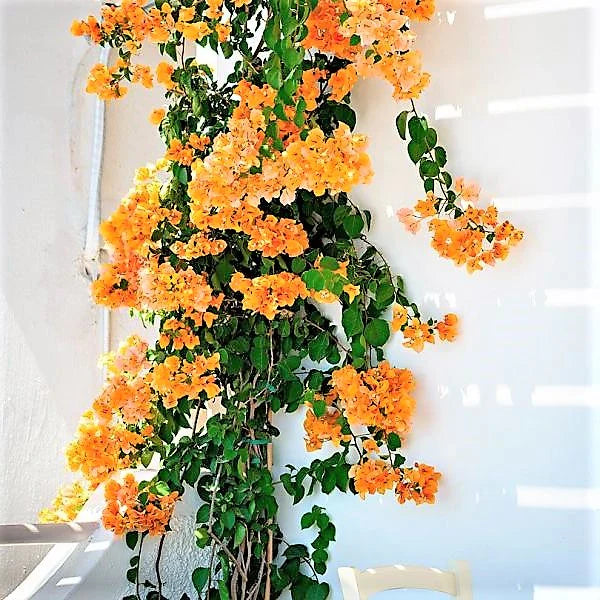 Bougainvillea