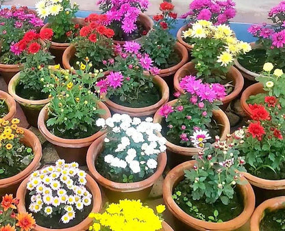 Chrysanthemum mix assorted