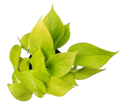 Neon Pothos