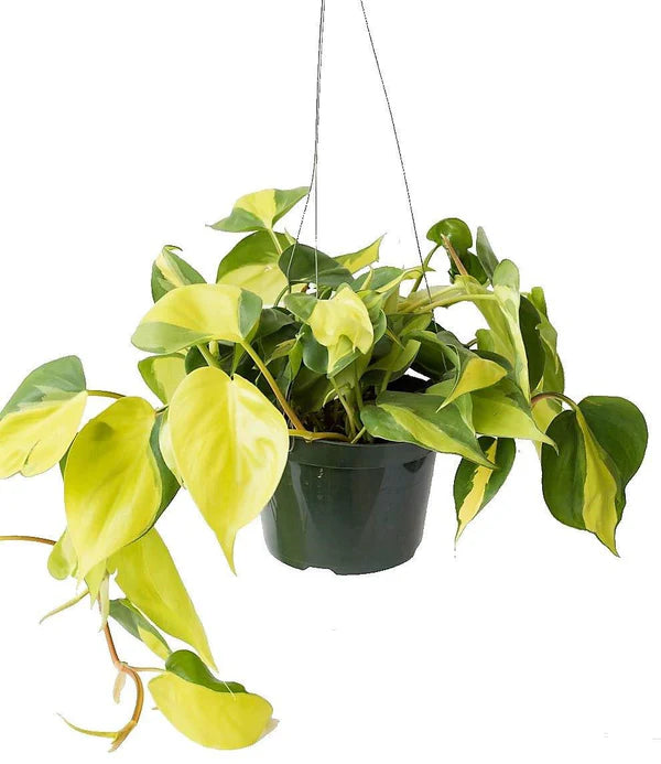 Philodendron Brasil, Heartleaf Philodendron