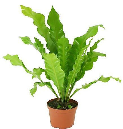 Bird’s Nest Fern, Asplenium Nidus