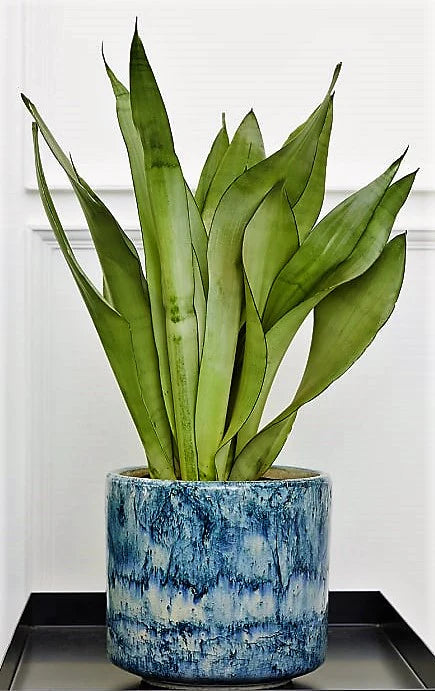 Snake Plant MoonShine, Sansevieria trifasciata