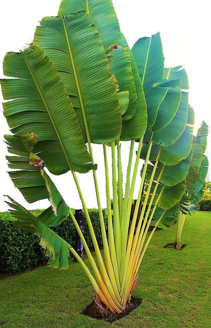 Ravenala Madagascariensis, Traveller’s Palm