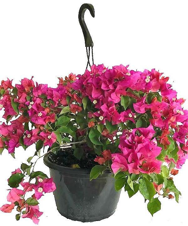 Bougainvillea Pink Pixie