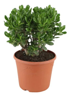 Money Tree, Crassula ovata, Dollar Plant, Jade Plant, Jade Tree