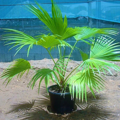 Chinese Fan Palm, Livistona Chinensis, Fountain Palm