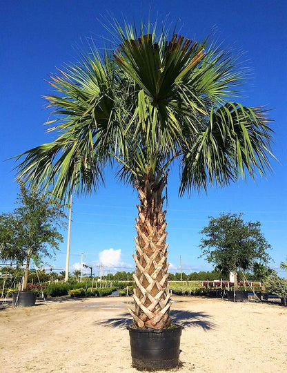 Sabal Palm, Sabal palmetto, Cabbage Palmetto, Carolina Palmetto