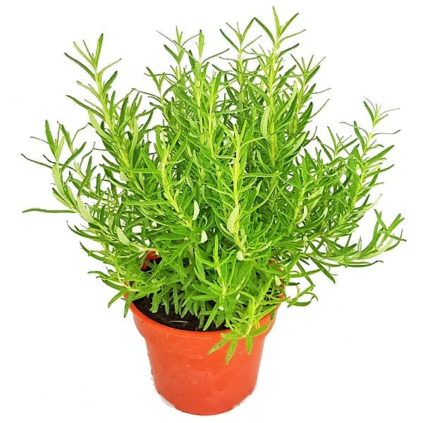 Rosmarinus Officialis, Rosemary Herb Outdoor