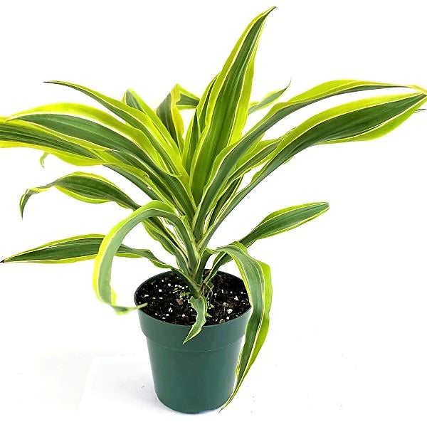 Dracaena Deremensis, Warneckii small