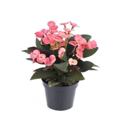 Euphorbia Milii, Crown Of Thorns