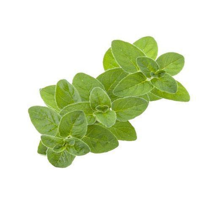 Sweet Marjoram