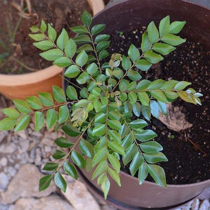 Curry Leaves, Kadi Patta