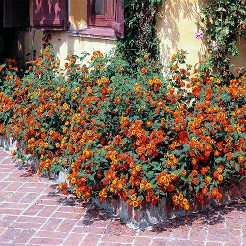 Lantana Camara, Red Sage