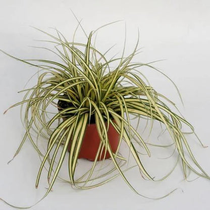 Carex Hachjioensis, EverGold