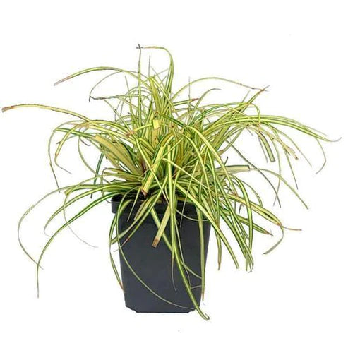 Carex Hachjioensis, EverGold