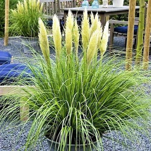 Cortaderia Selloana, Pampas Grass