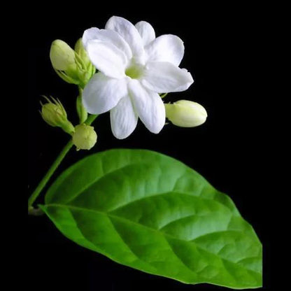 Jasminum sambac, The Arabian Jasmine, Mogra, Motia