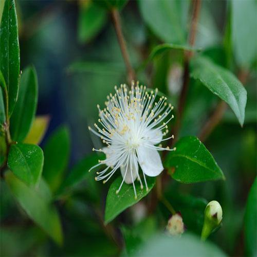 Myrtle, Myrtus Communis