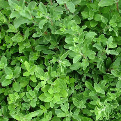 Sweet Marjoram