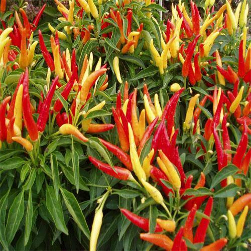 Ornamental Pepper Plant