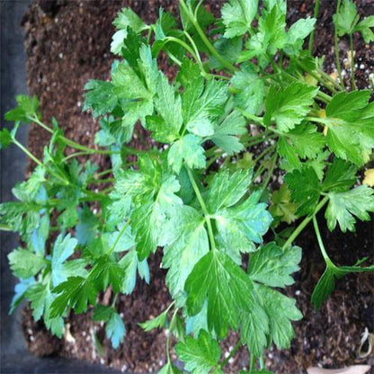 Parsley Plant