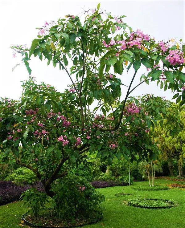 Tabulla Tree Trumpet Tree, Tabebuia pentaphylla, Tabebuia Rosea – WARDA Plants