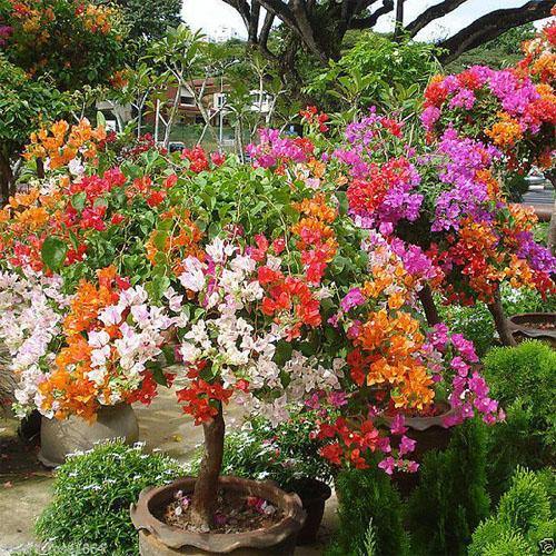 Bougainvillea Multicolor Specimen