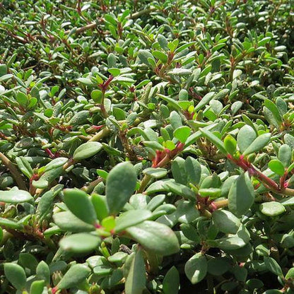 Sesuvium Portulacastrum, Shoreline Seapurslane (small)