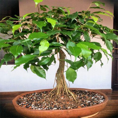 Ficus S Bonsai