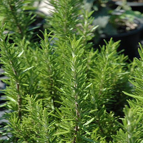 Rosmarinus Officialis, Rosemary Herb Outdoor