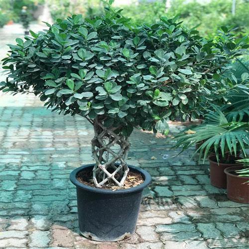 Ficus Panda Cage Shape