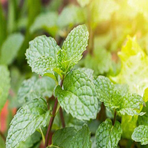 Mint Plant, Mentha