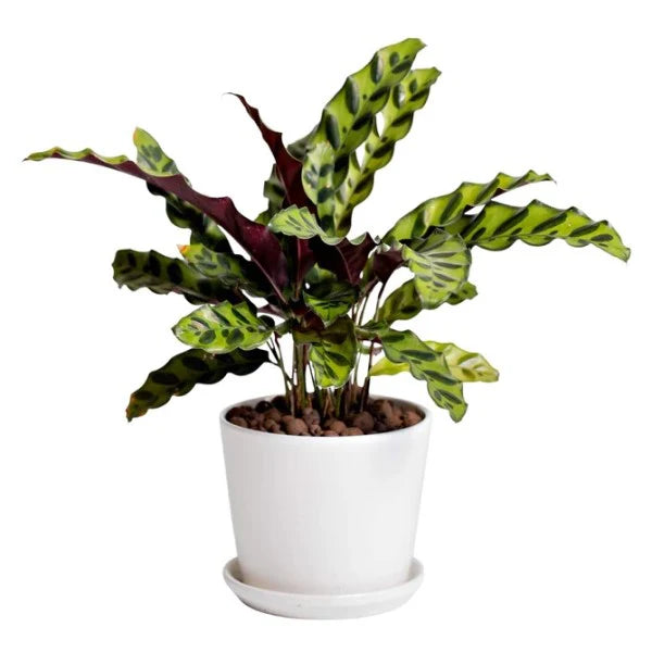 Calathea Lancifolia, Rattlesnake Plant