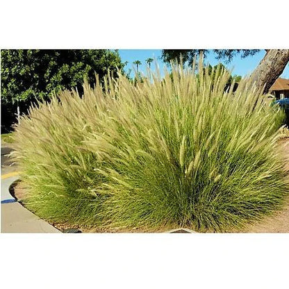 Pennisetum Setaceum, African Fountain Grass, Tender Fountain Grass