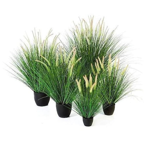 Pennisetum Setaceum, African Fountain Grass, Tender Fountain Grass