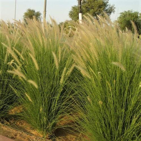 Pennisetum Setaceum, African Fountain Grass, Tender Fountain Grass