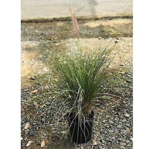 Pennisetum Setaceum, African Fountain Grass, Tender Fountain Grass