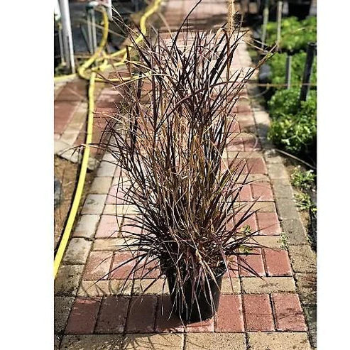 Pennisetum Rubrum, Purple Fountain Grass, African Fountain Grass, Tender Fountain Grass